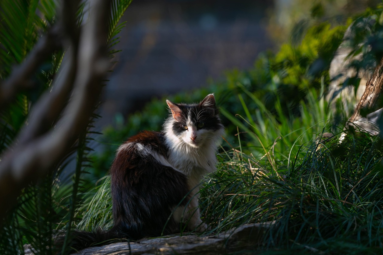 7777788888精准一肖：鼠、猪、蛇、鼠中