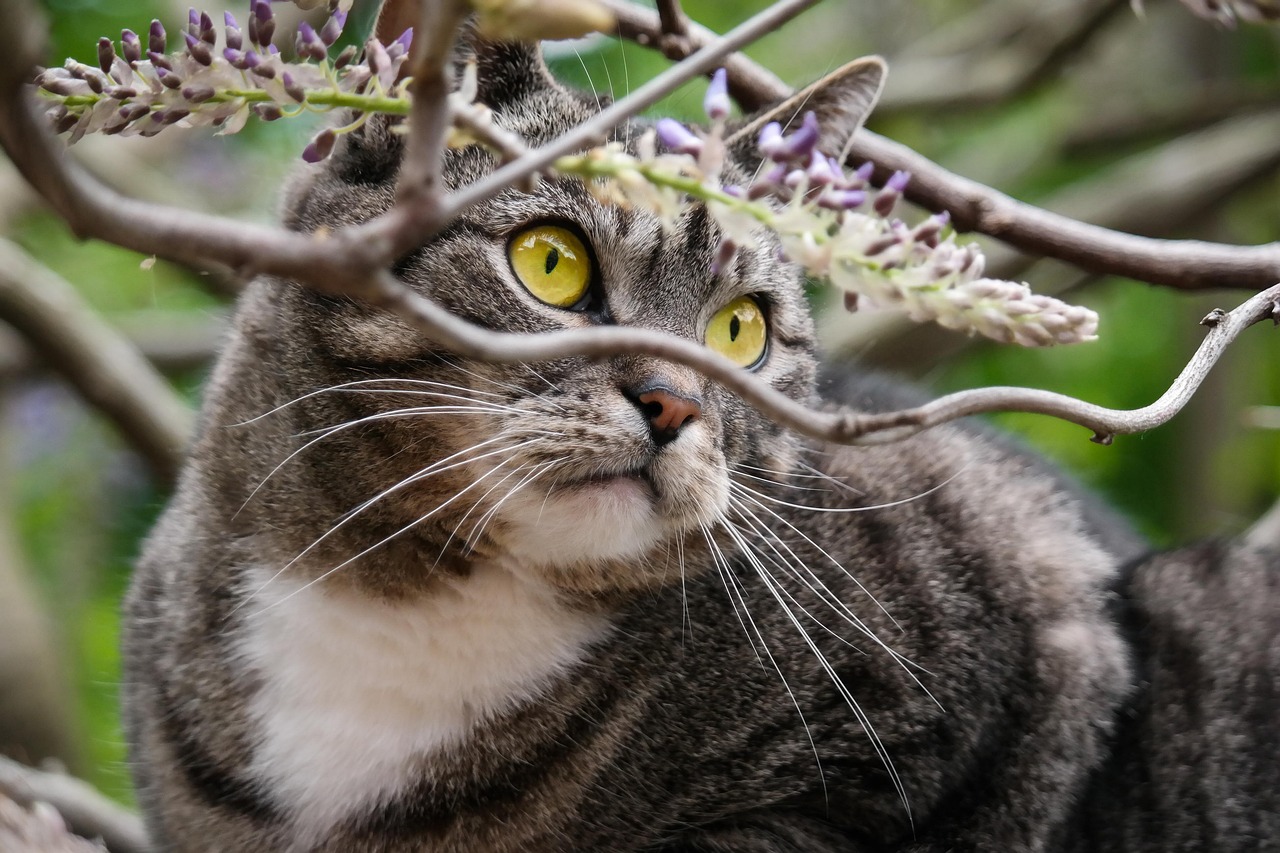 新门内部资料免费大全：猴、虎、蛇、马中