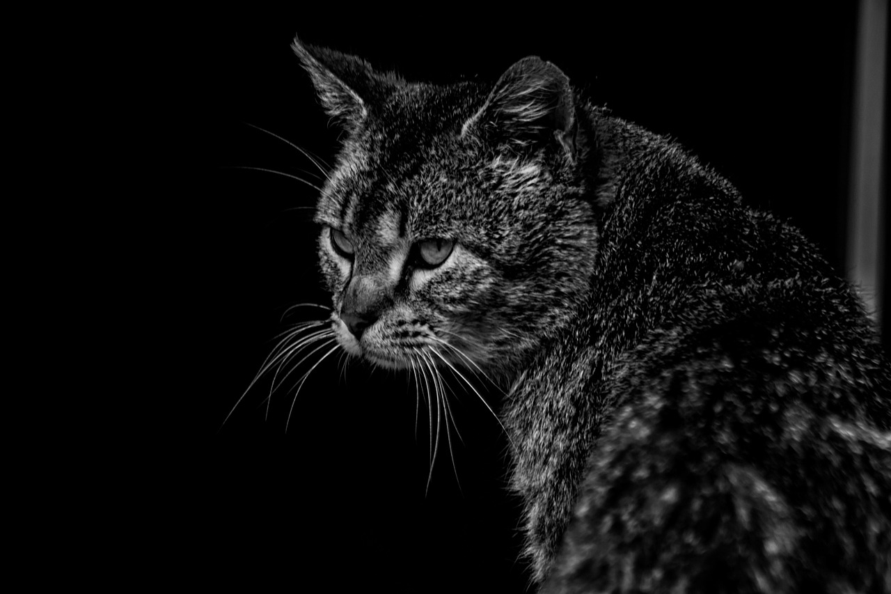 探索猫界新潮流与文化，最新猫咪动态更新