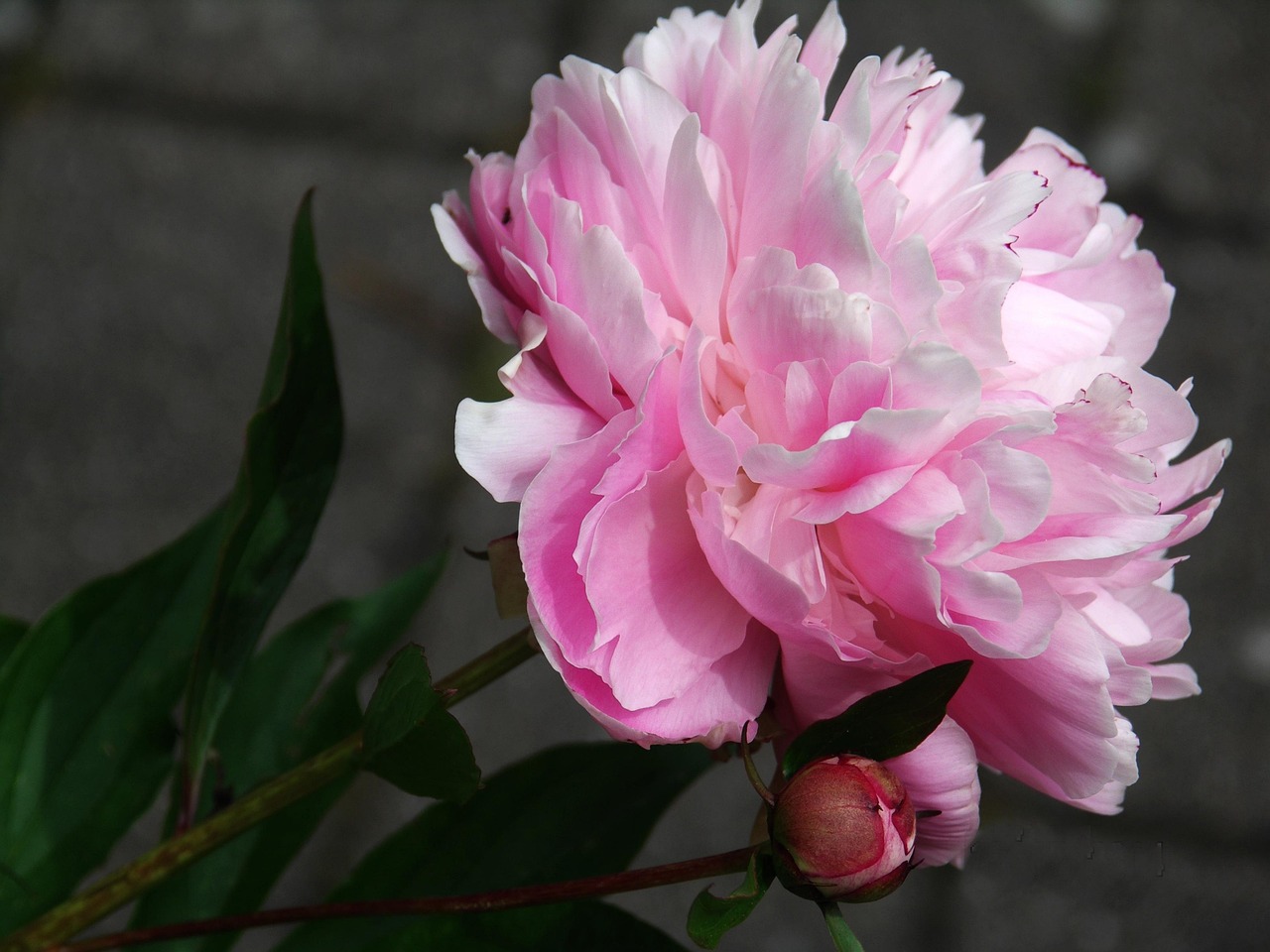 牡丹花籽油价格揭秘，市场影响与市场趋势分析
