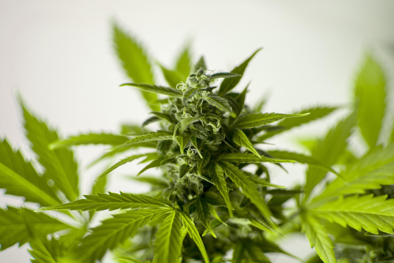 云烟87最新栽培技术详解与指南