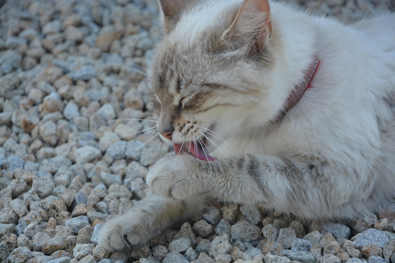 揭秘猫科动物神秘面纱，猫咪新发现探索之旅
