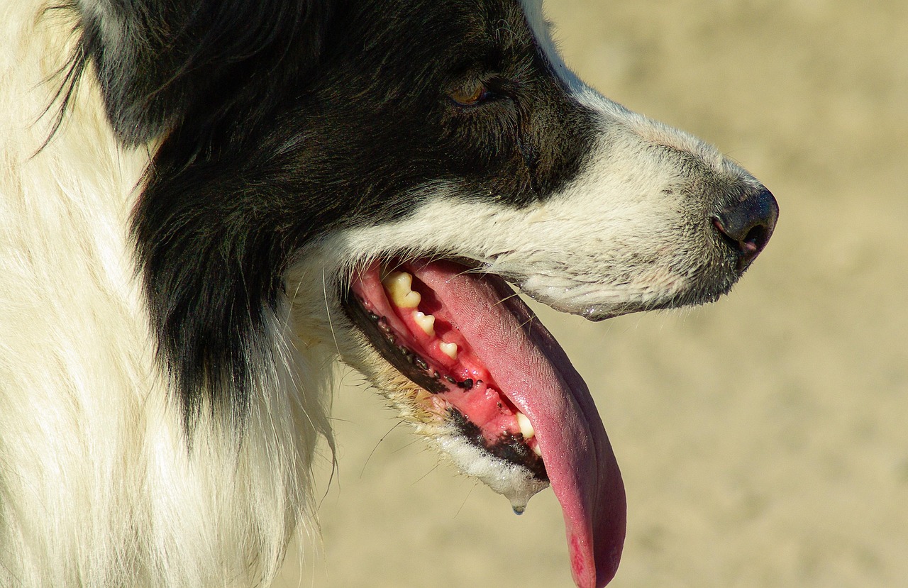 人与犬的默契之道，训犬比赛视频探秘