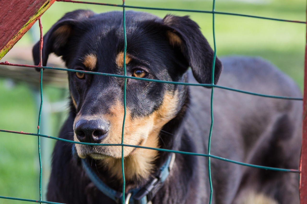 柯基犬价格解析，影响柯基犬价格的因素探讨