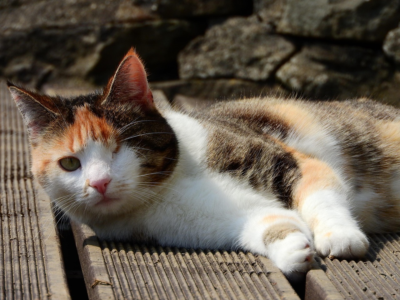 猫咪美图大集合，萌宠世界的温馨瞬间