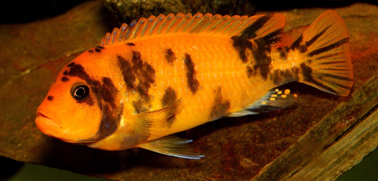 最新鱼食革新，引领水族宠物饲养新时代