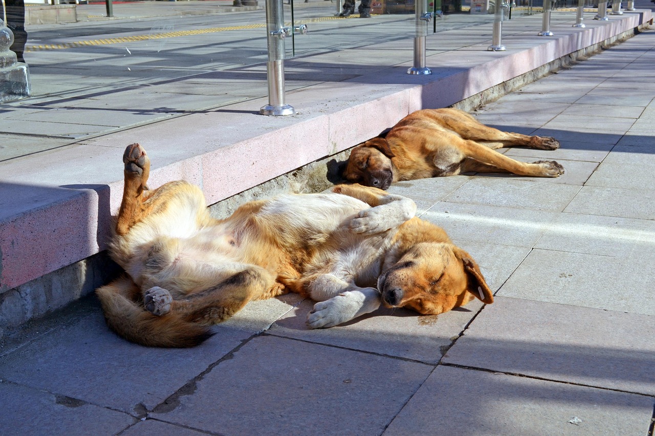 最新宠物狗狗介绍，探索犬界新星，遇见你的理想伴侣