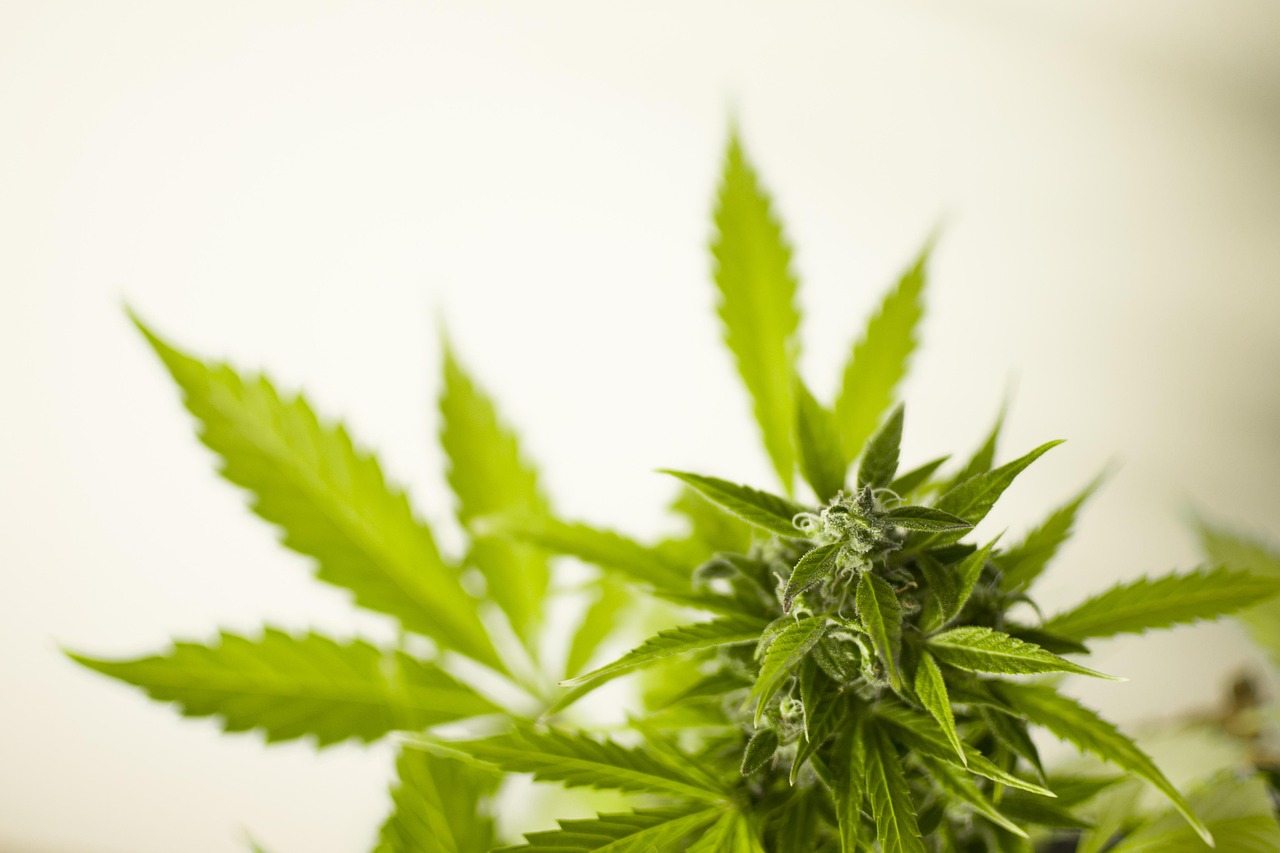 最新除草技术分享，高效、环保的除草方案揭秘