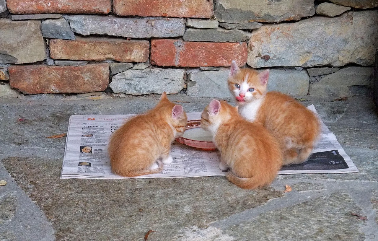 动漫猫咪图片的魅力与影响力探讨