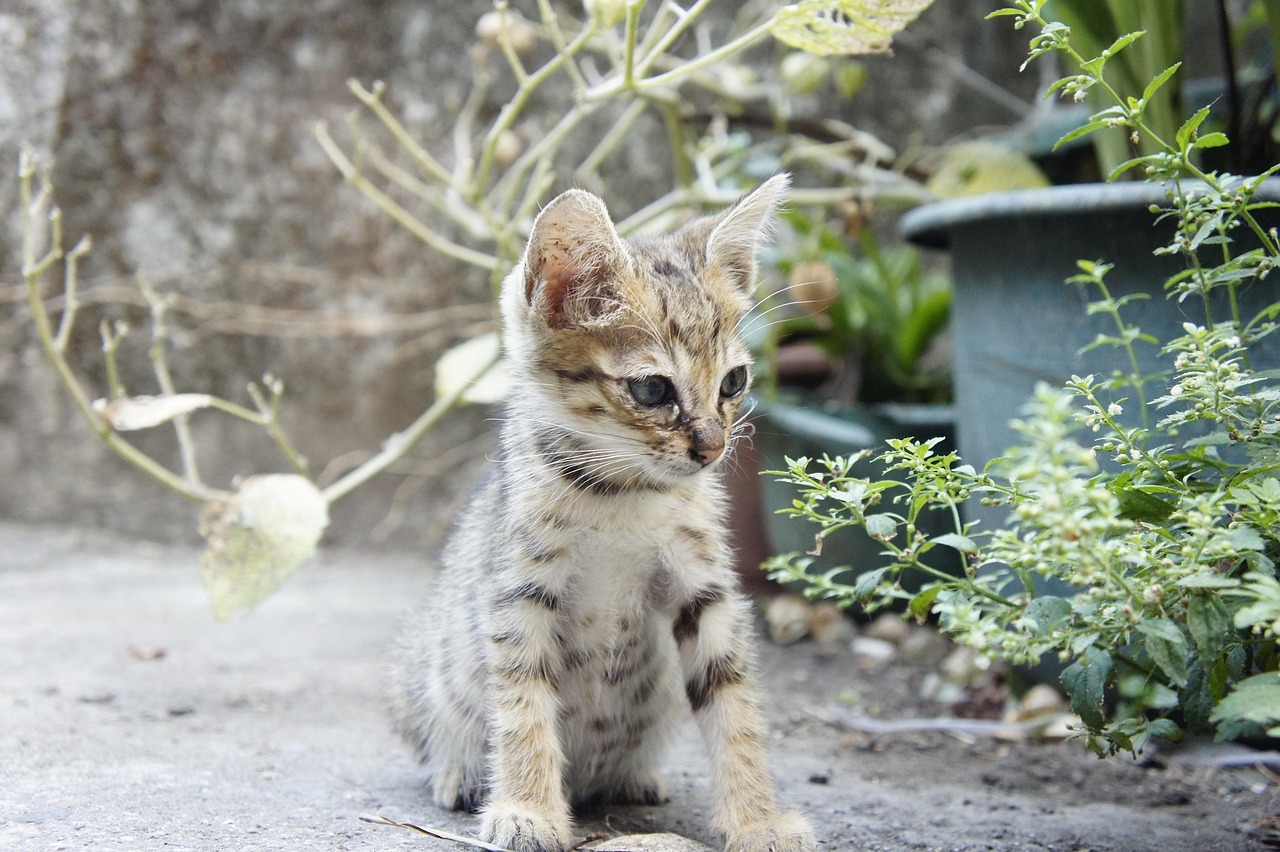 猫球比赛，一场独特的竞技狂欢