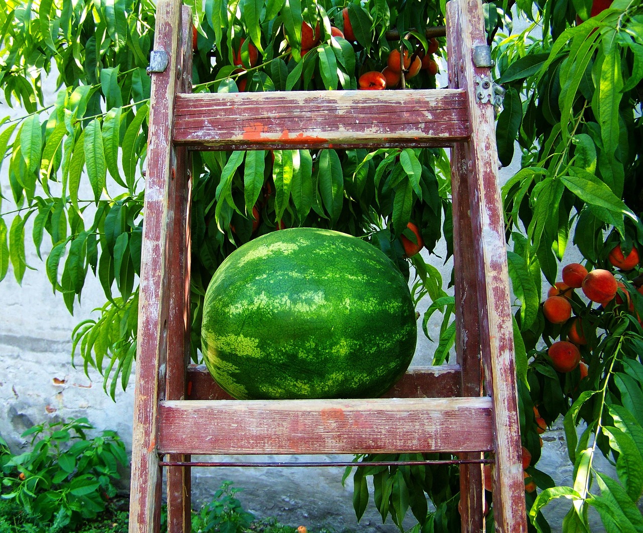 动漫西瓜图，夏日动漫与甜美西瓜的完美融合