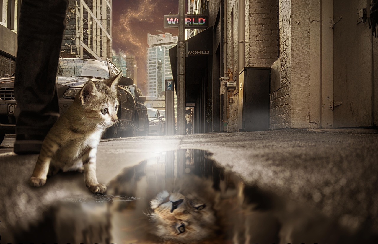 动漫猫男头像，流行文化的独特魅力与深层含义探索