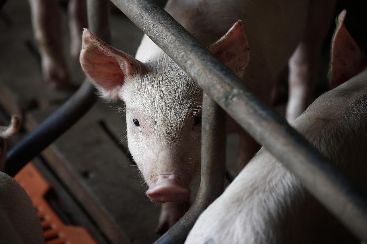 猪肉最新价格动态分析与趋势预测