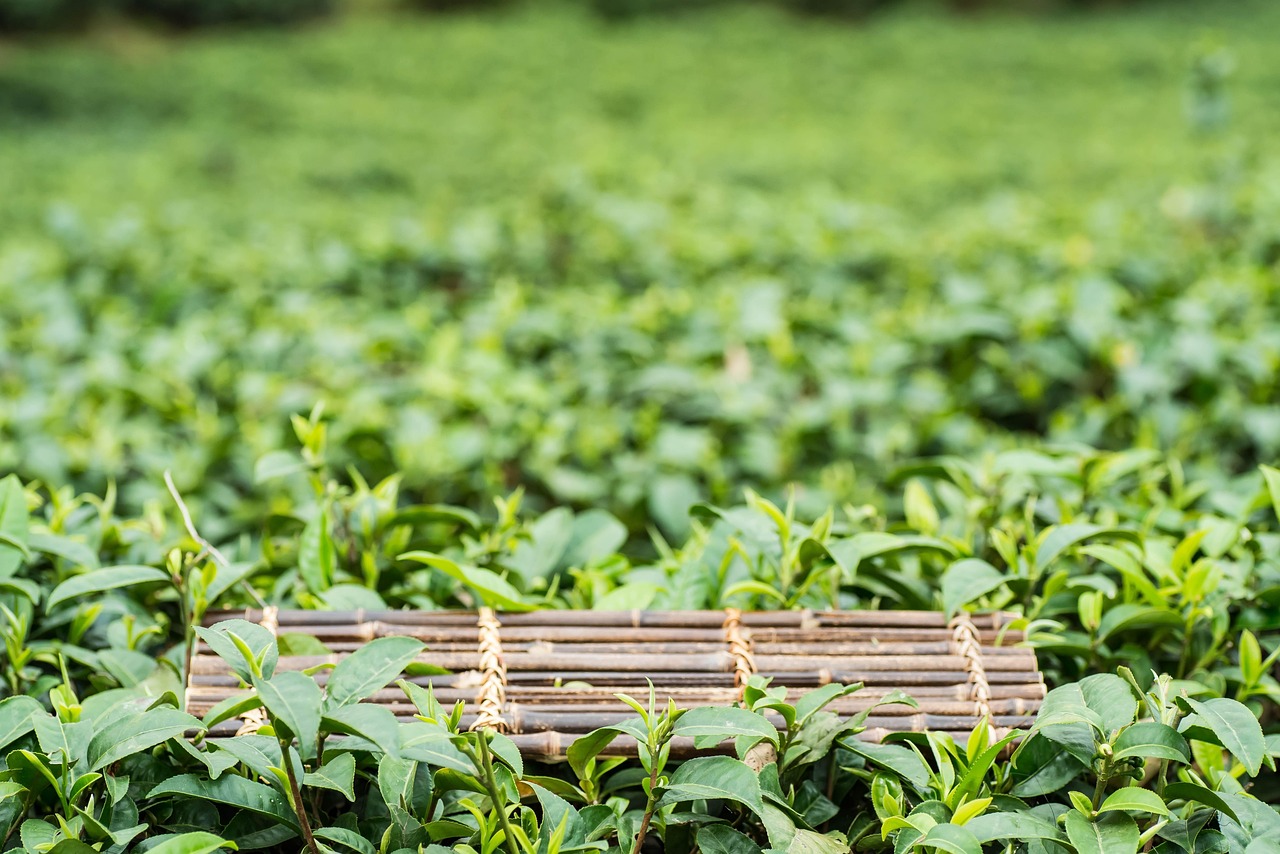 日春茶叶上市，品味春天的独特韵味，享受茶的盛宴