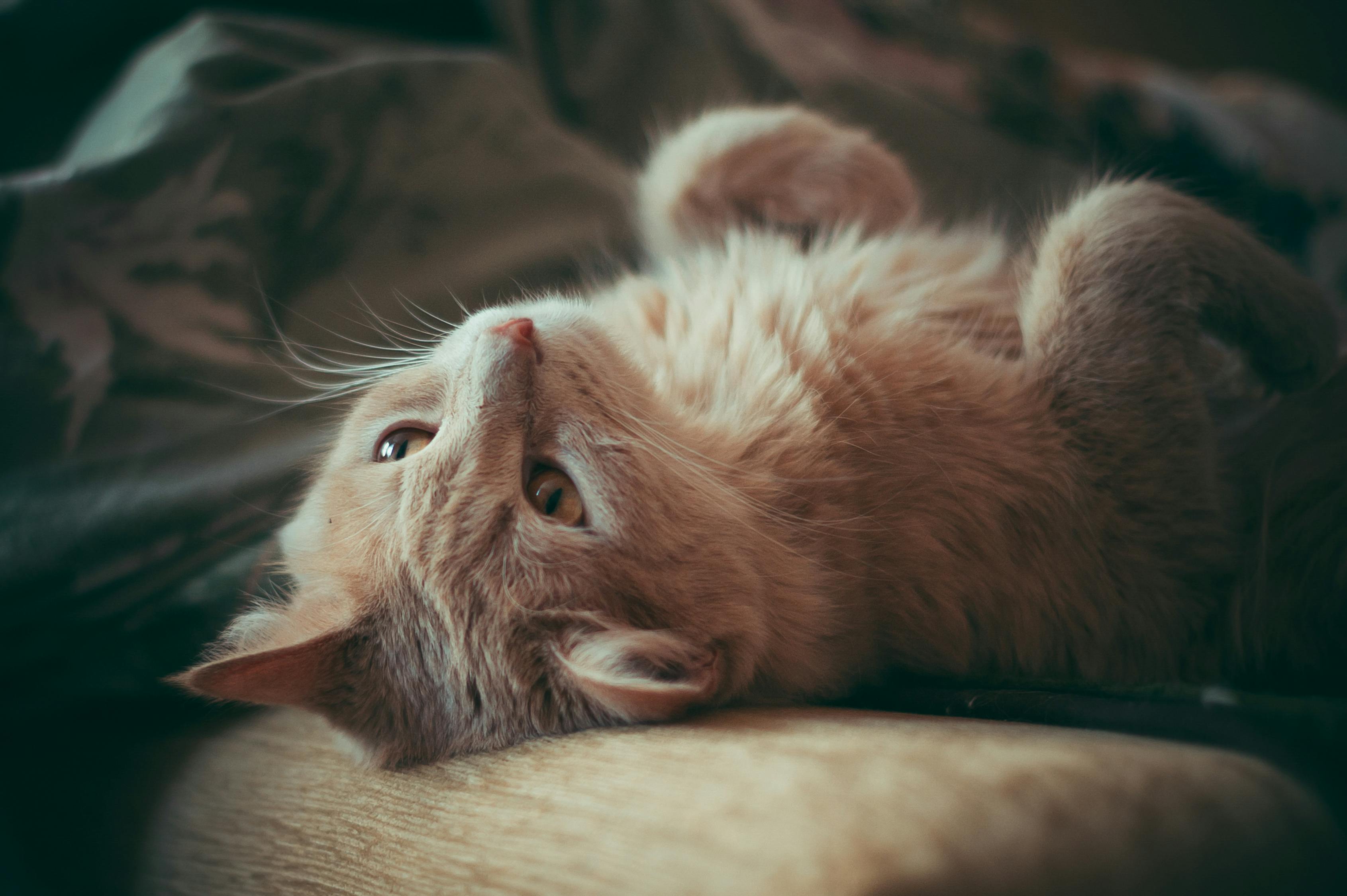 探索猫咪世界的魅力与奇幻，最新猫片欣赏