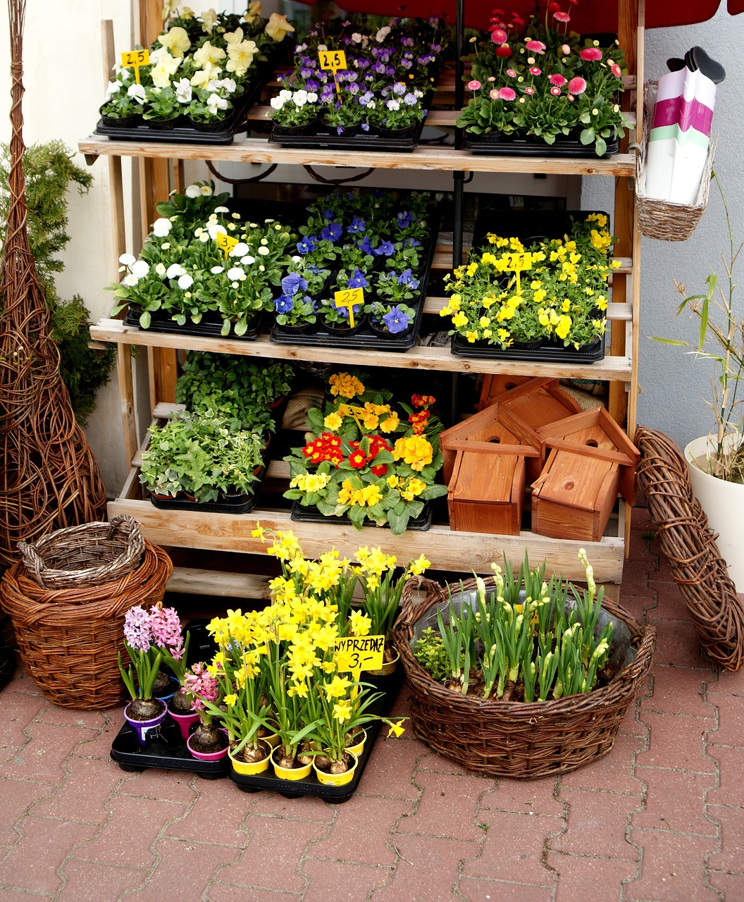 海桐小苗价格及市场分析概述