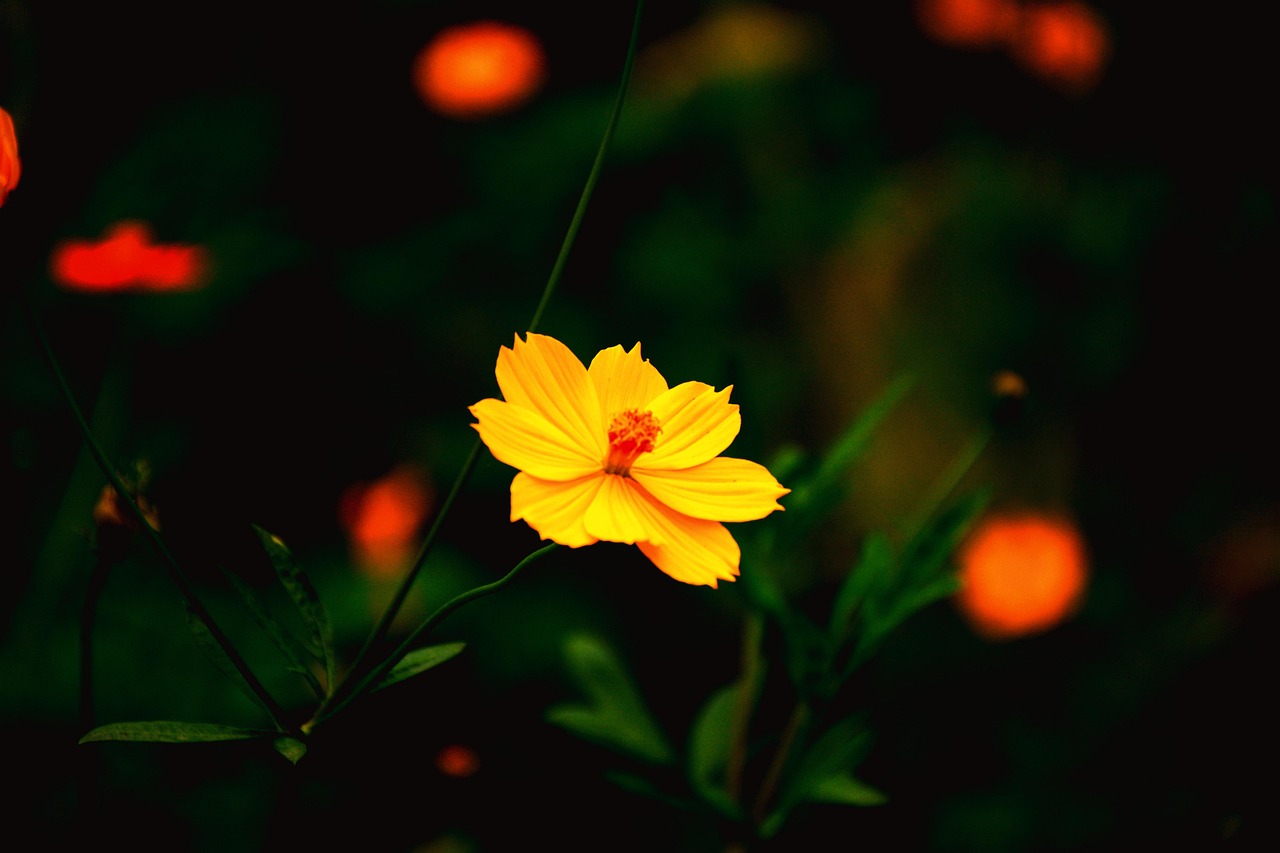 中天宝电馨城最新动态解析及更新概况