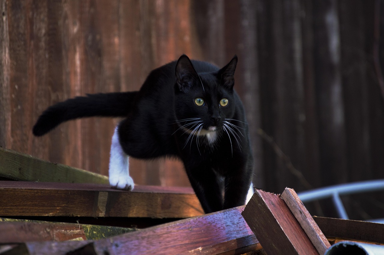 好奇害死猫,电影背后的故事与启示