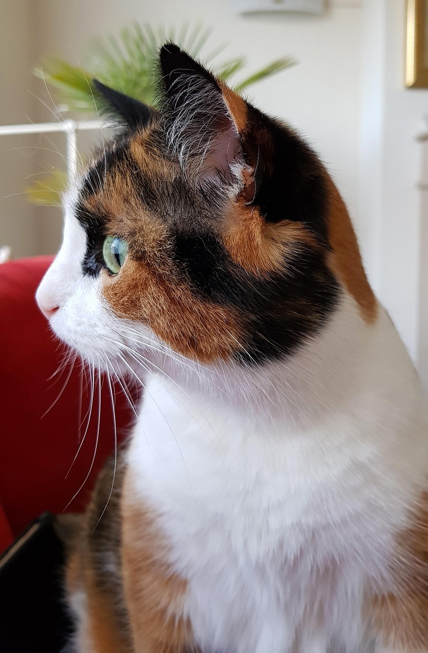 好奇害死猫,电影背后的故事与启示