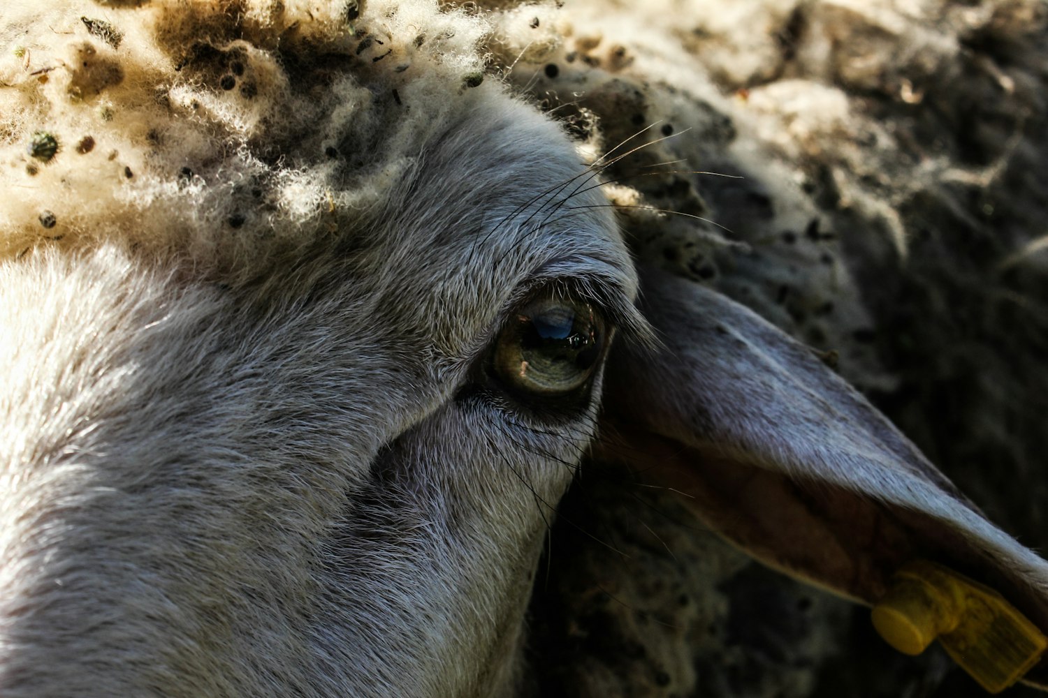 黄法律动态的深度解读与观察分析