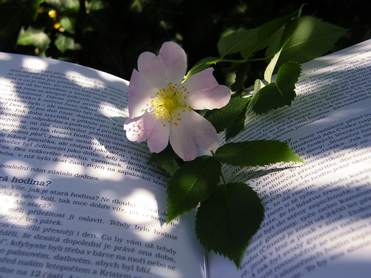 日本电影中的百合之美，绽放的艺术之花