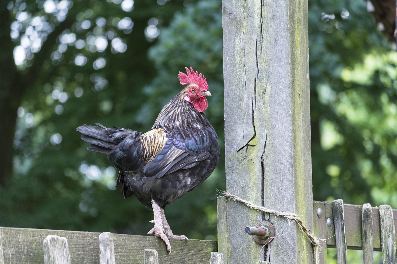 本月毛鸡价格行情分析与展望
