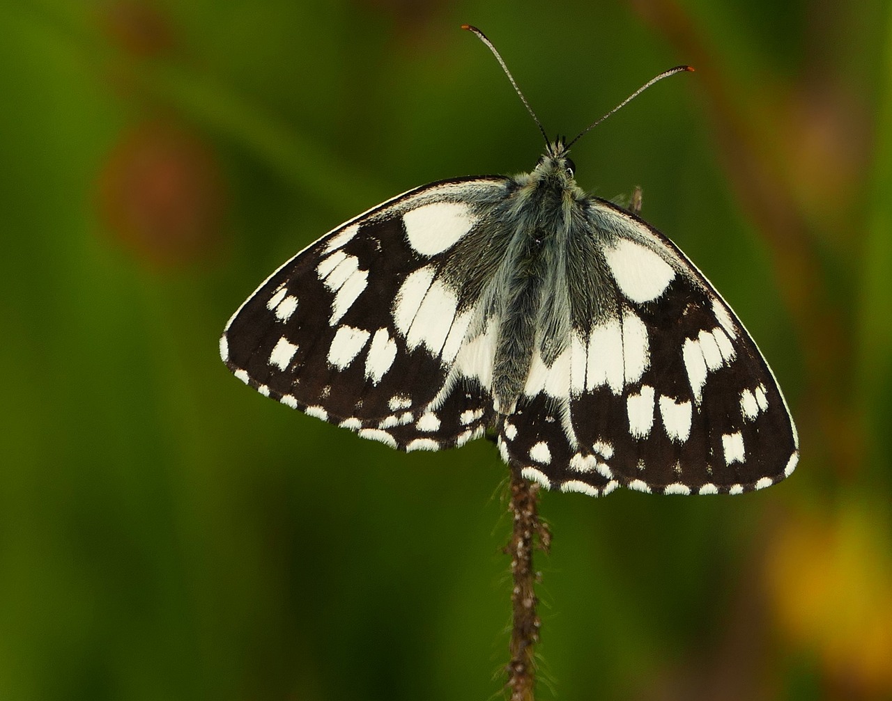 乍浦二手房最新信息概览,最新房源、价格及交易动态一网打尽