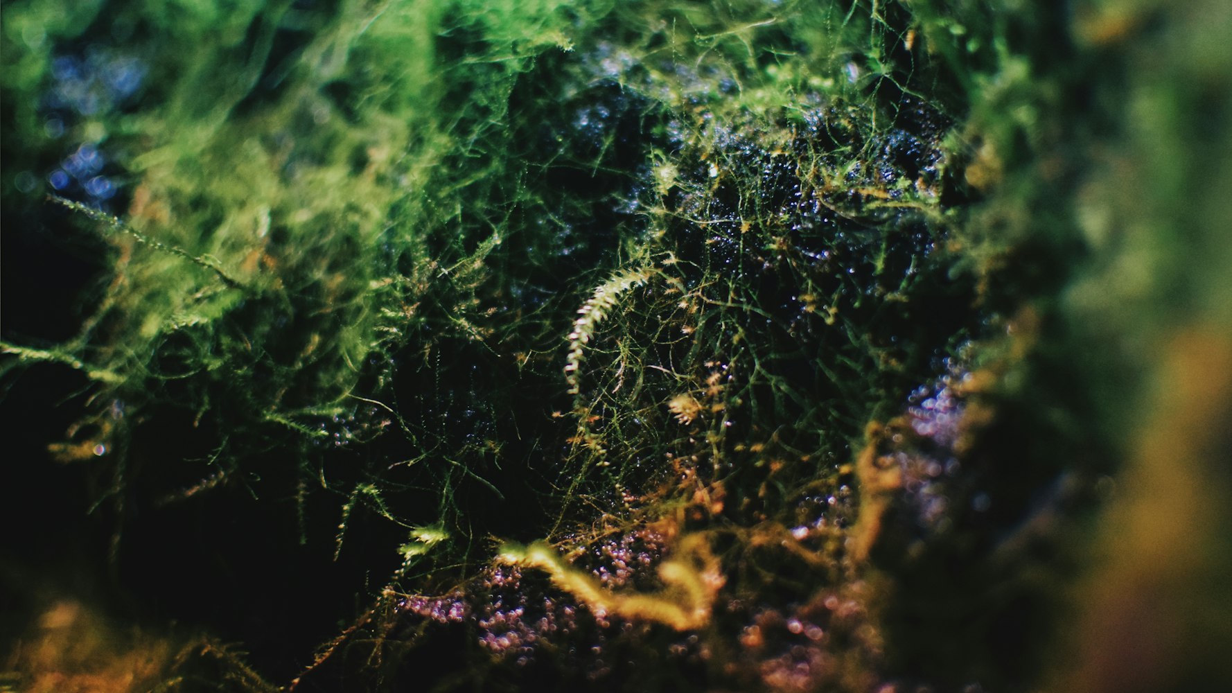 微观世界中的生命力量,小草电影探索之旅