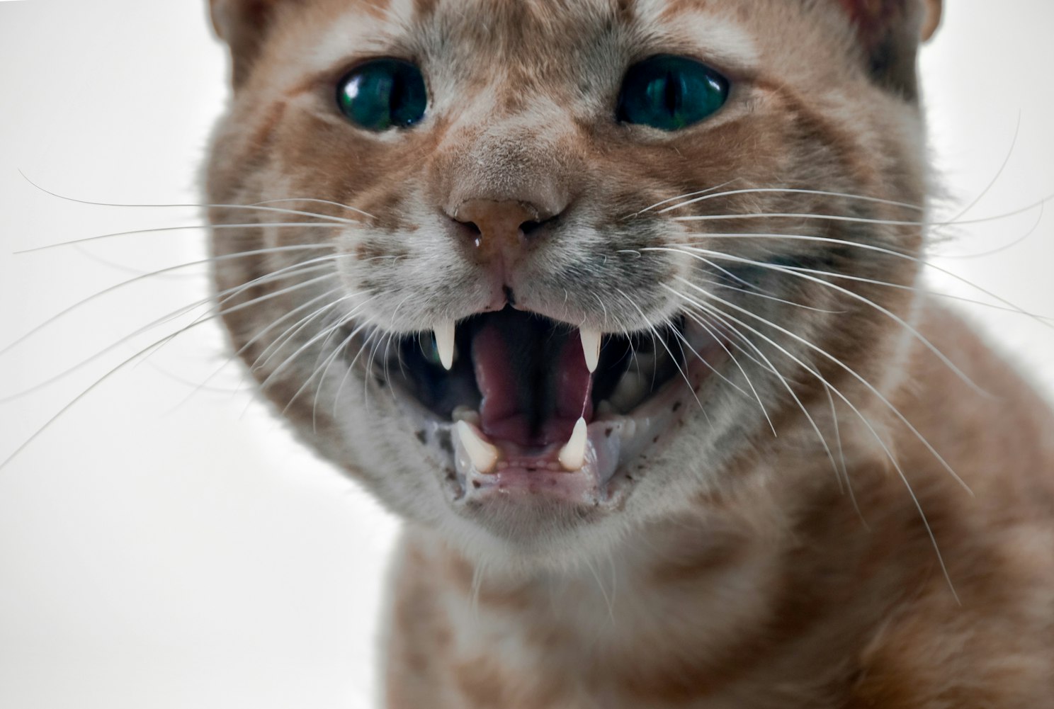 明星与动物撞脸的奇妙相似魅力大盘点