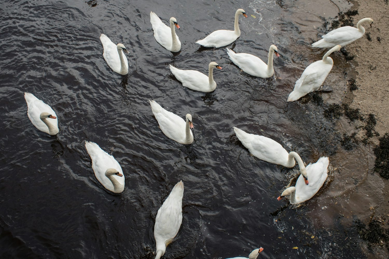 新鲜海参,海洋馈赠的珍稀之宝与健康的秘密武器