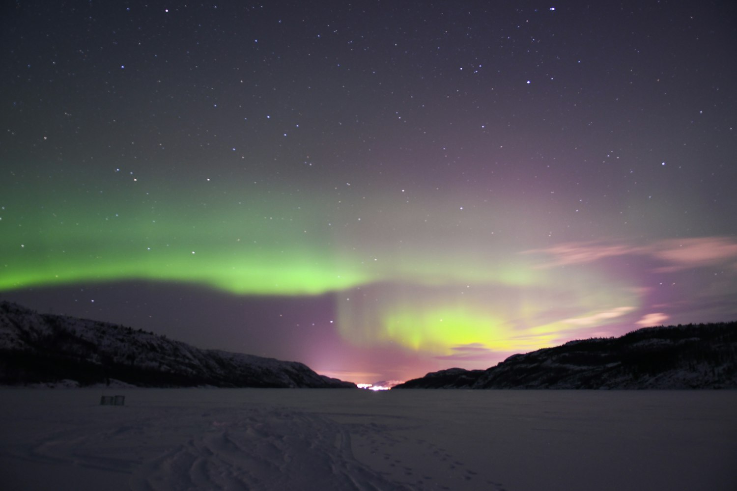 最新啄木鸟动态,探索新世界与保护挑战