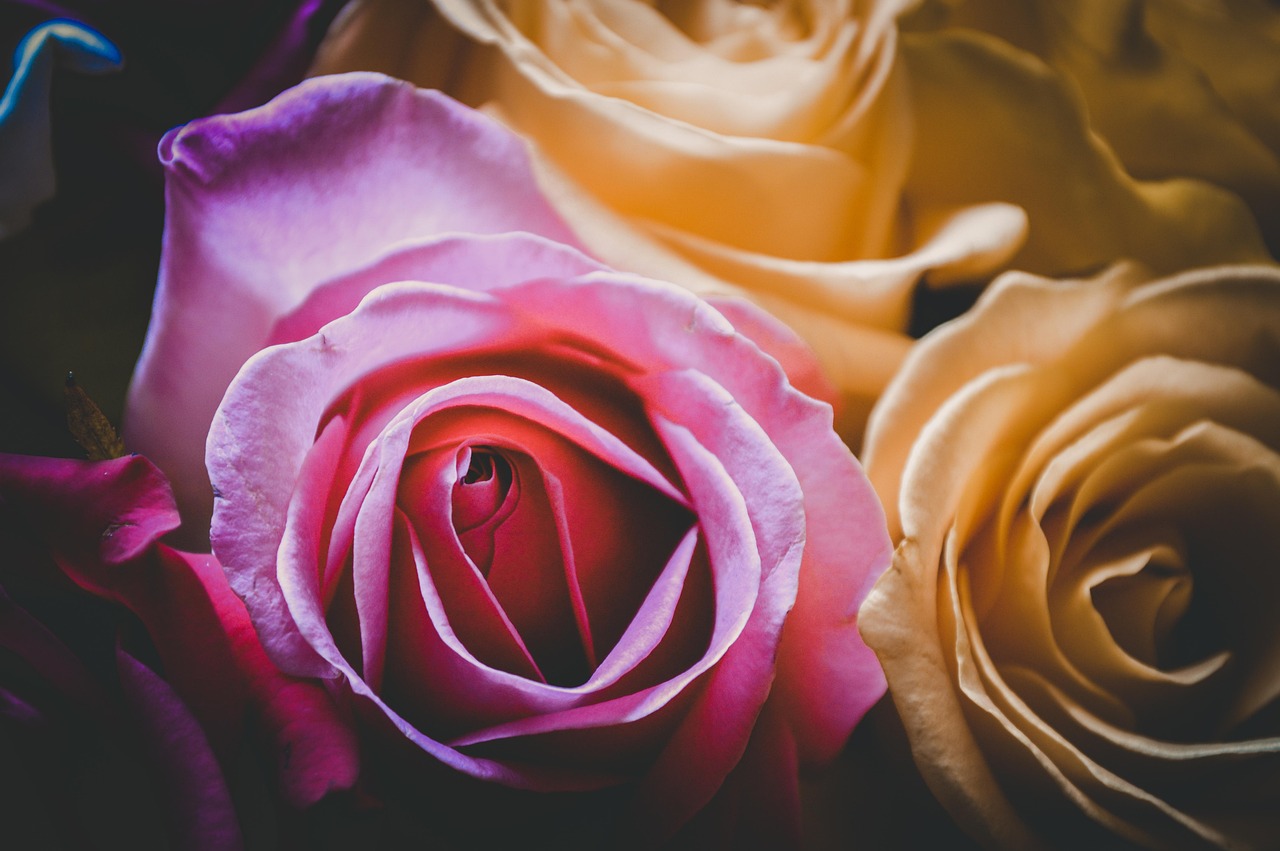 动漫爱情小说的魅力与深远影响