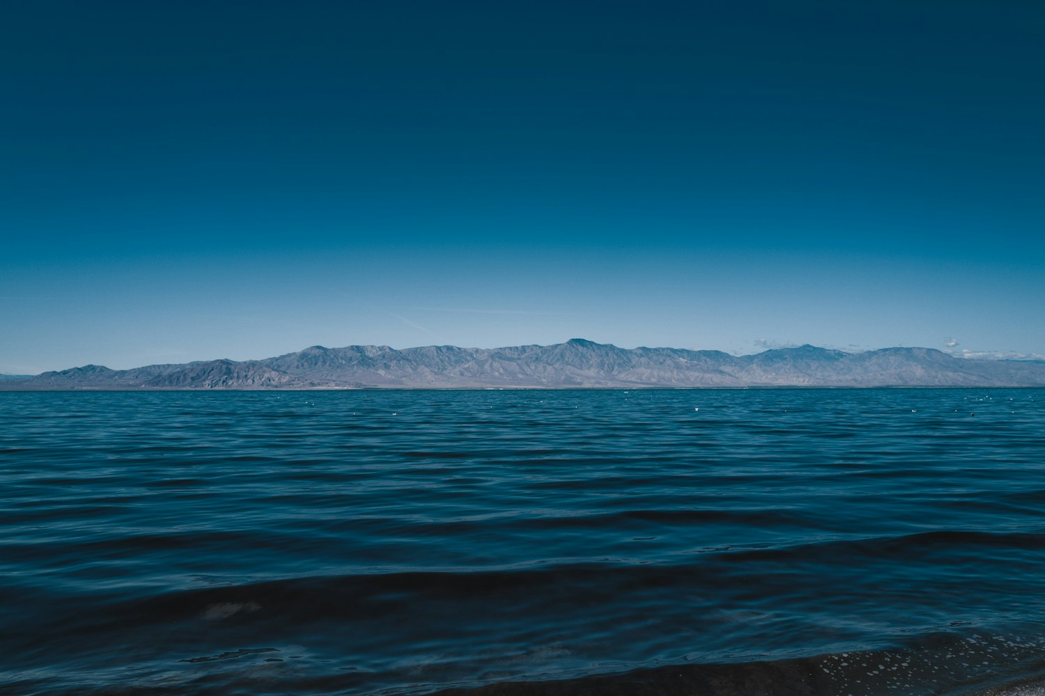 豆粕最新价格动态及市场走势分析与展望