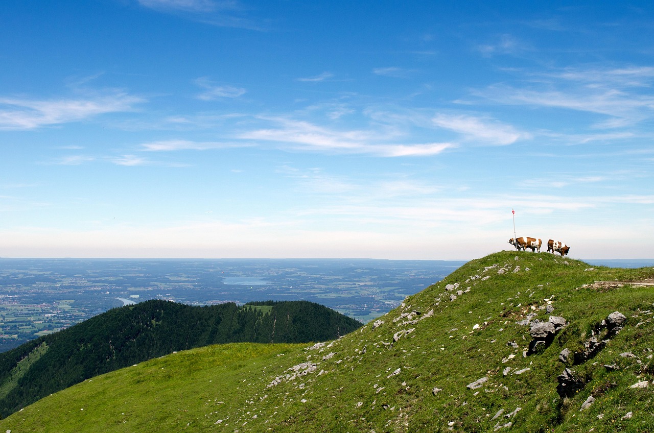 香港限奶令最新动态,政策调整与未来展望分析