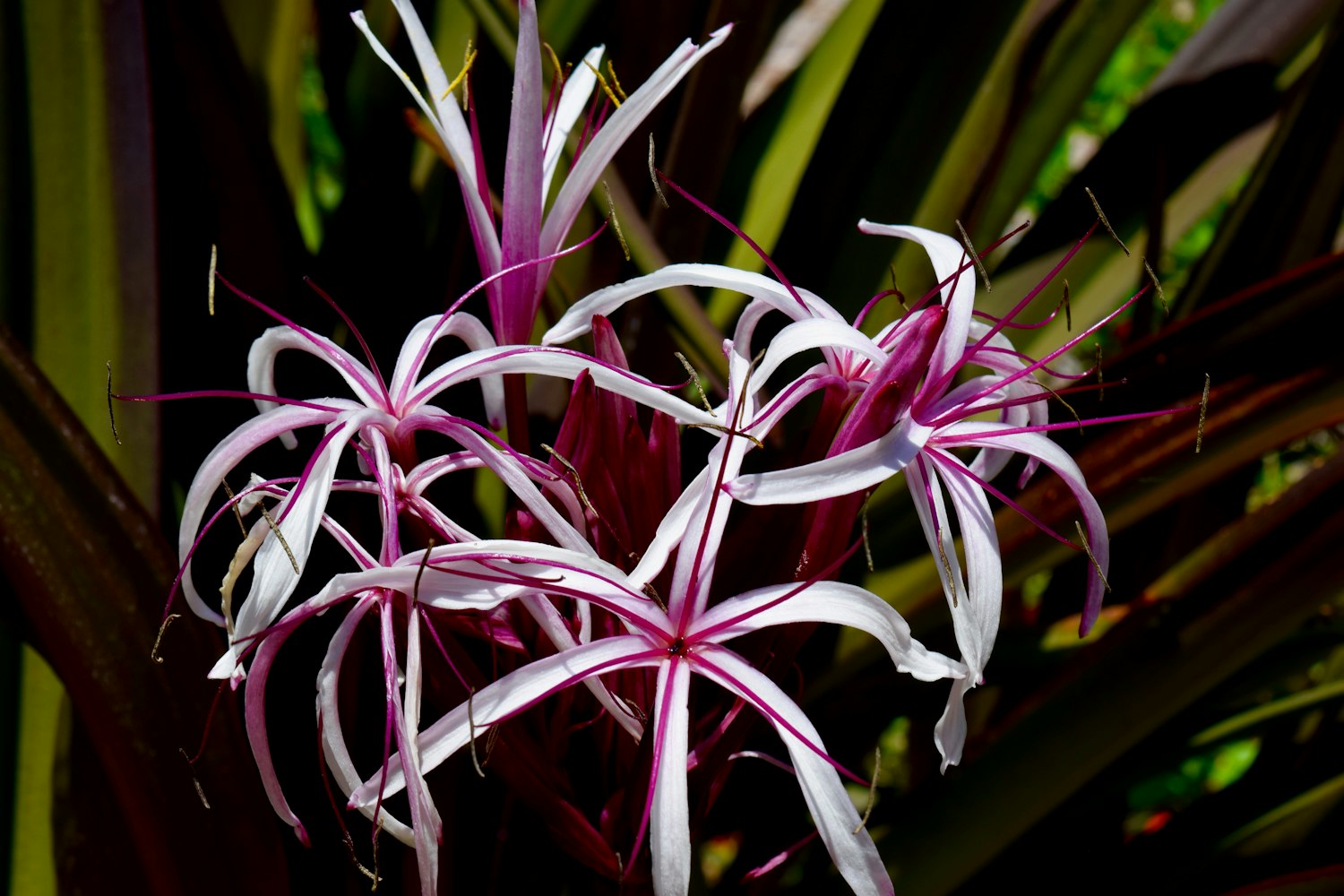 鹿晗与热巴,音乐影视跨界碰撞的最新动态