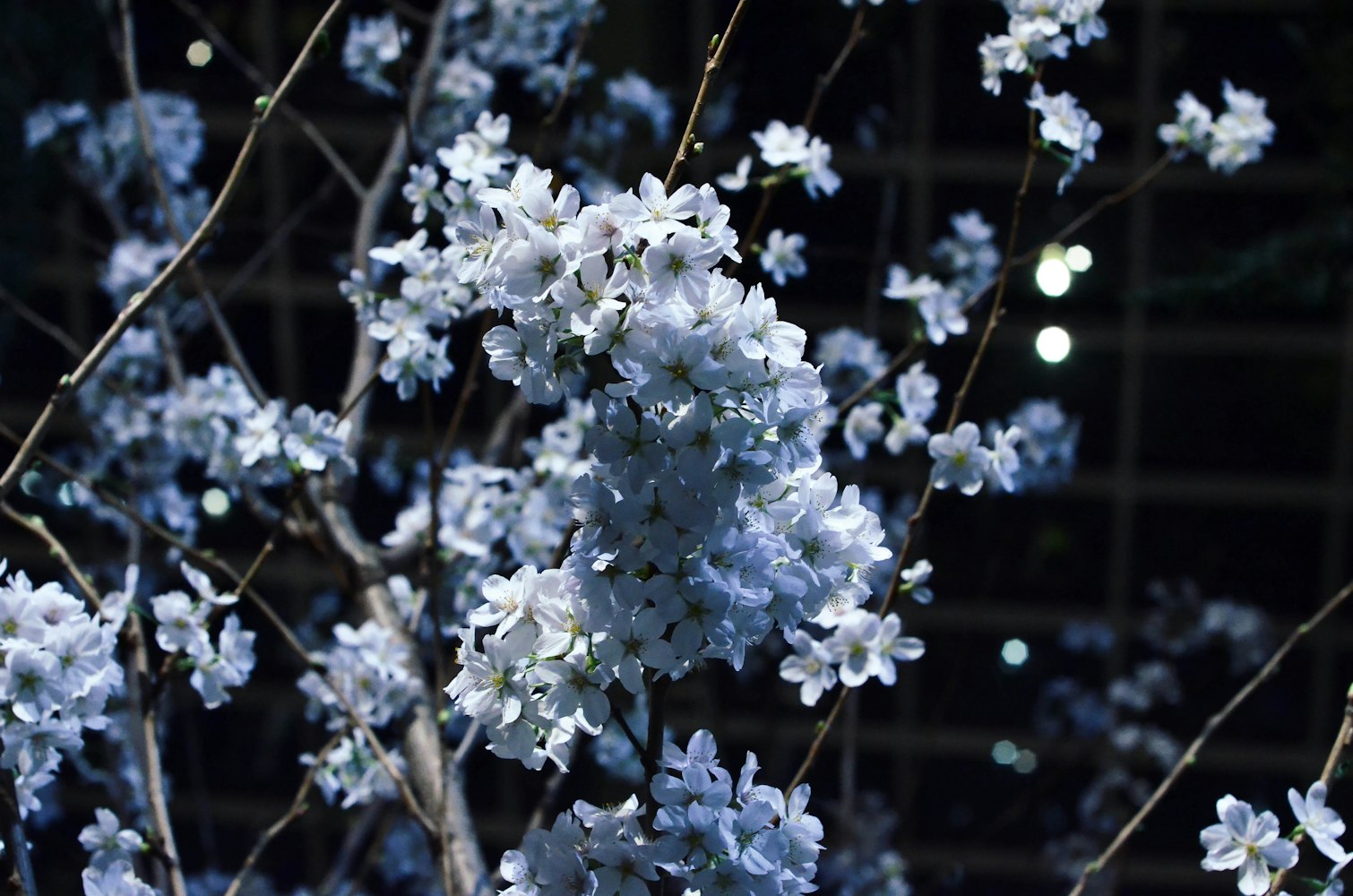 秘密花园动漫,奇幻世界的魅力之旅探索