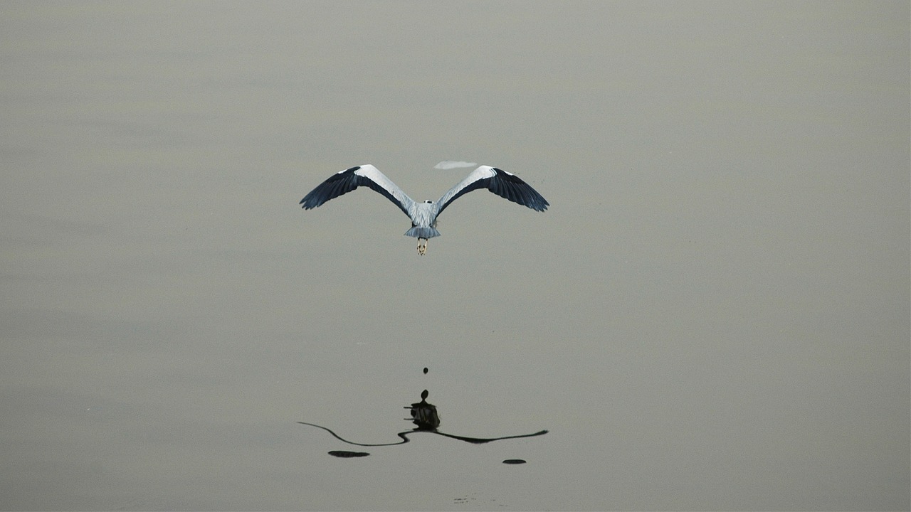 韩国肺炎最新动态,疫情现状、应对策略与全球视角关注