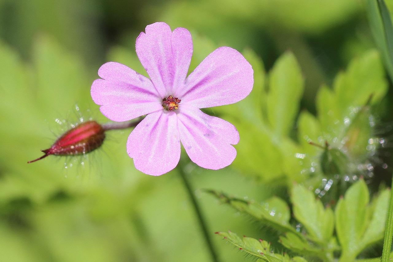 蜗牛行情稳健前行,静待花开之路