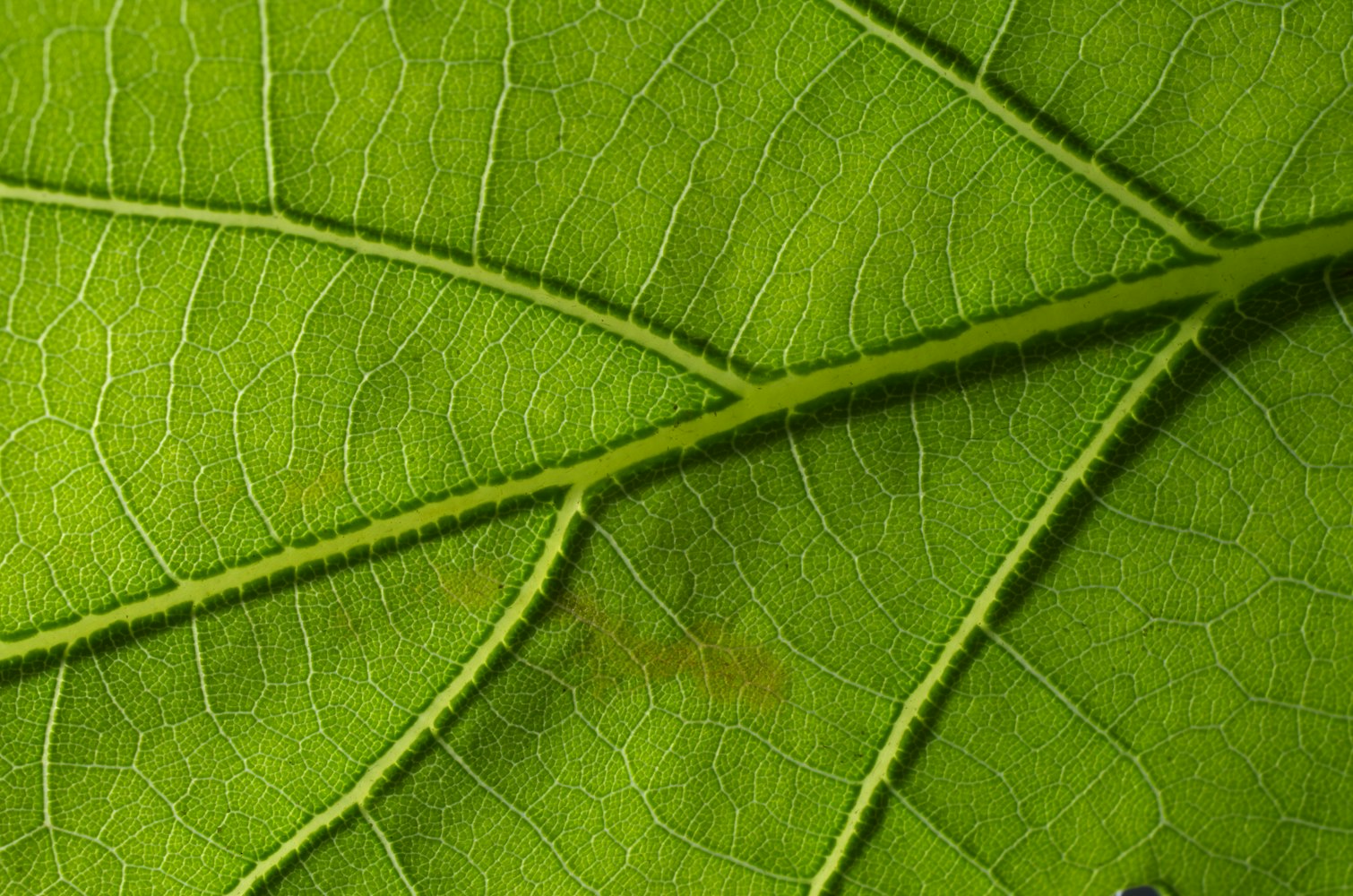 绿色创新材料,最新碧纸改变世界面貌