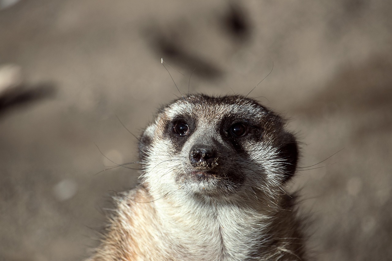探索猫咪世界,AVMAOMIA最新官网的魅力之旅