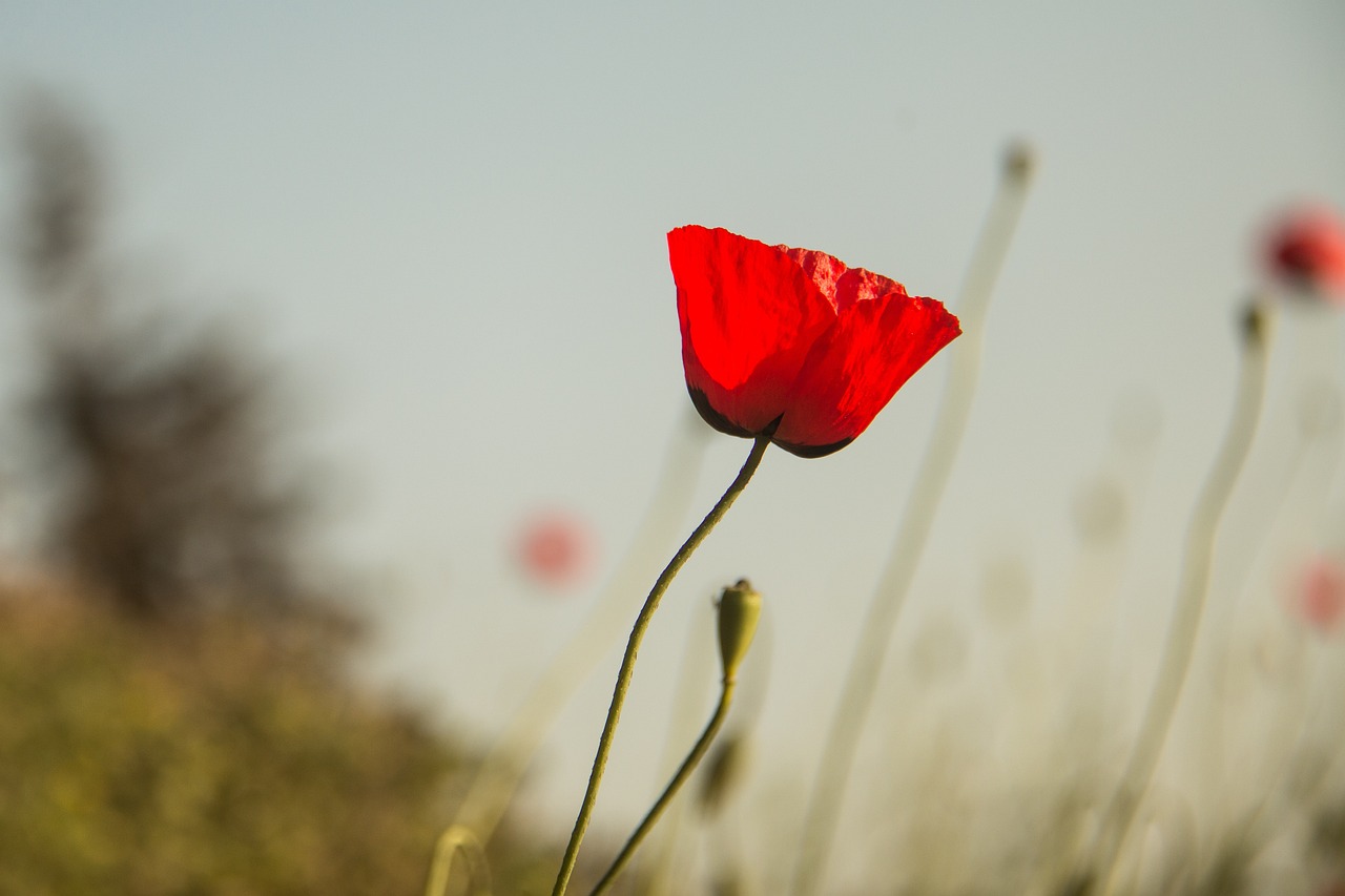 温州疫情最新动态,挑战与应对策略