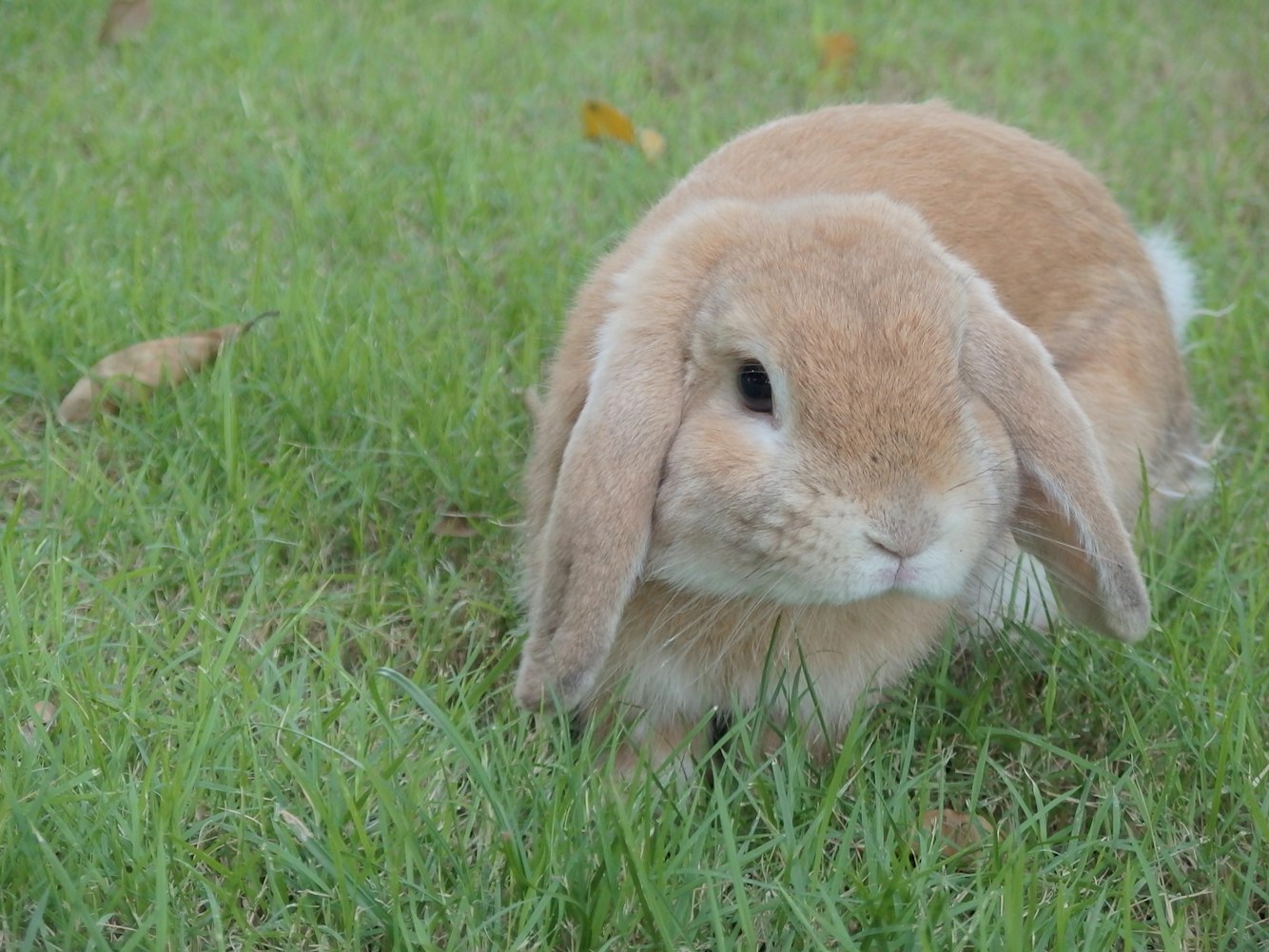 云峰最新狗兔追逐动态,速度与智慧的激烈对决!