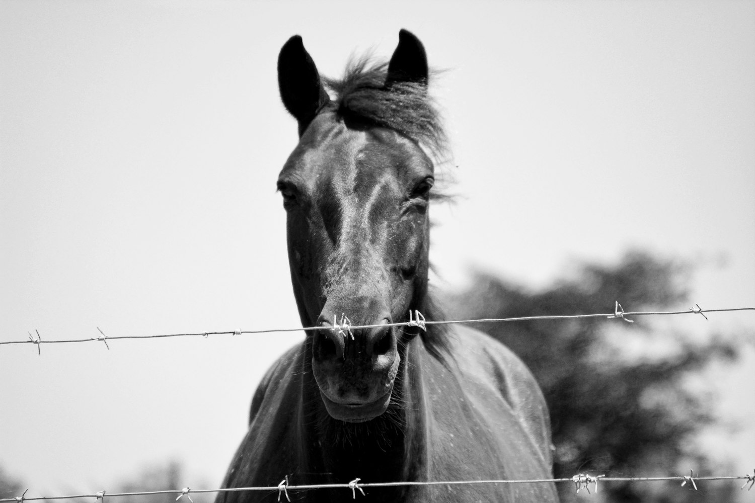 东方朔演员表揭秘，历史巨制中的角色魅力探索