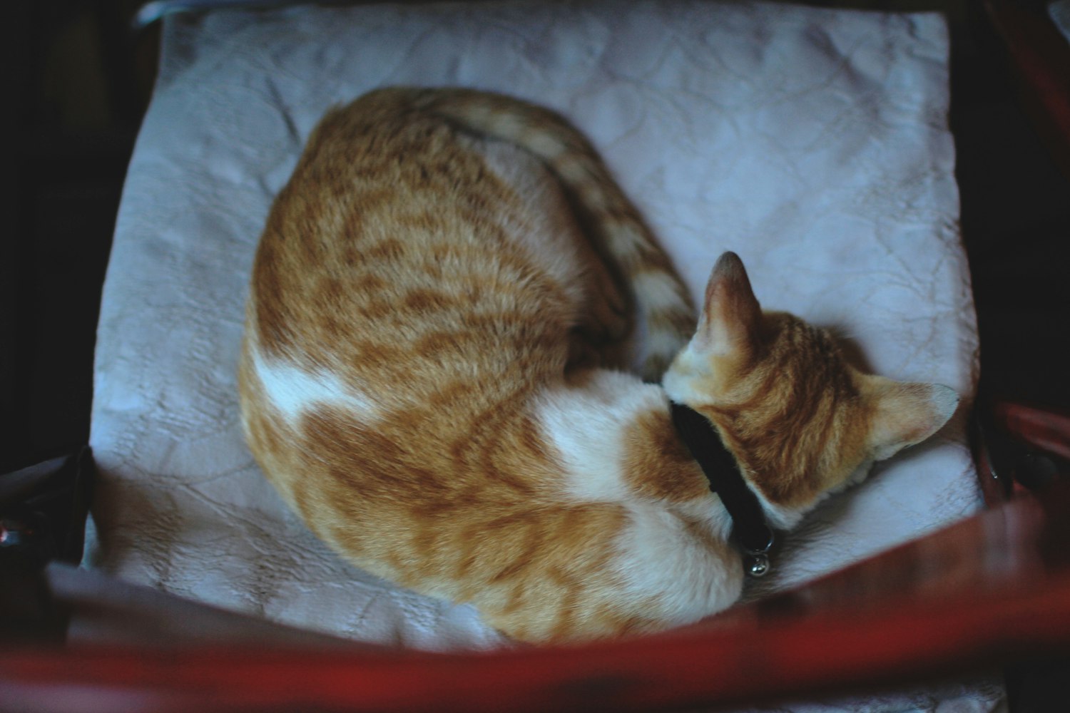 探索猫咪世界魅力的最新网址导航