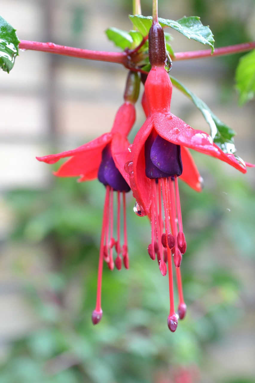 康乃馨价格的市场波动与影响因素深度解析