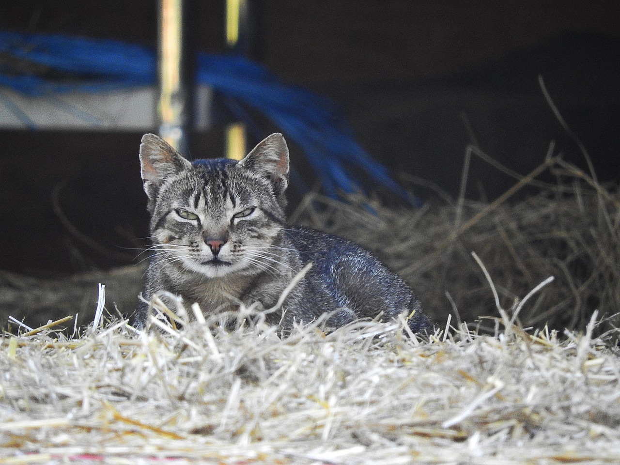 母猫电影，银幕上的猫之温情与故事之旅