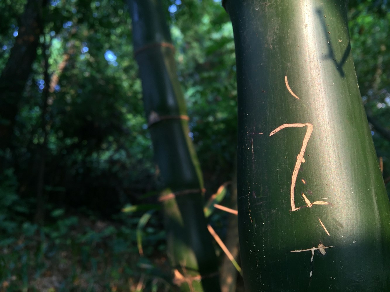 东莞寮步镇最新动态，城市发展与民生改善同步前行