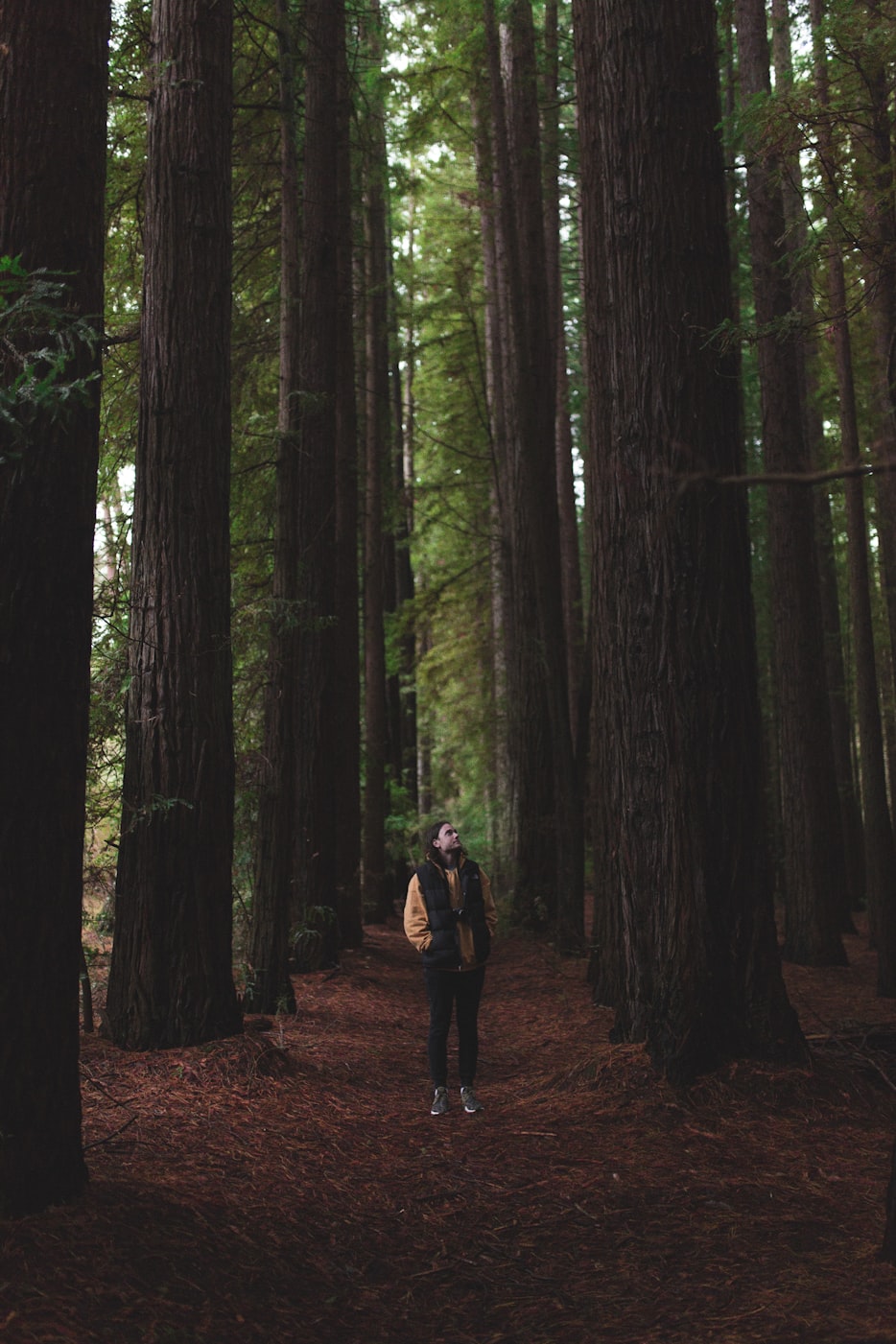 落花电影网,影视艺术的魅力探索之旅