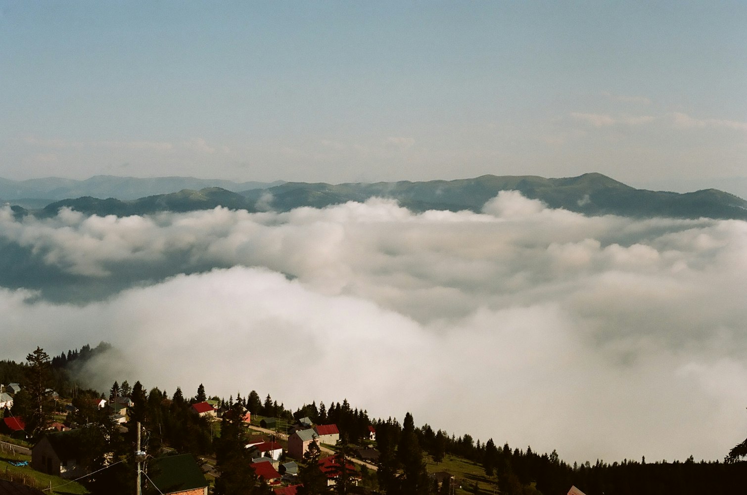 草最新动态，生态、科技与生活的交织之美展现新风采