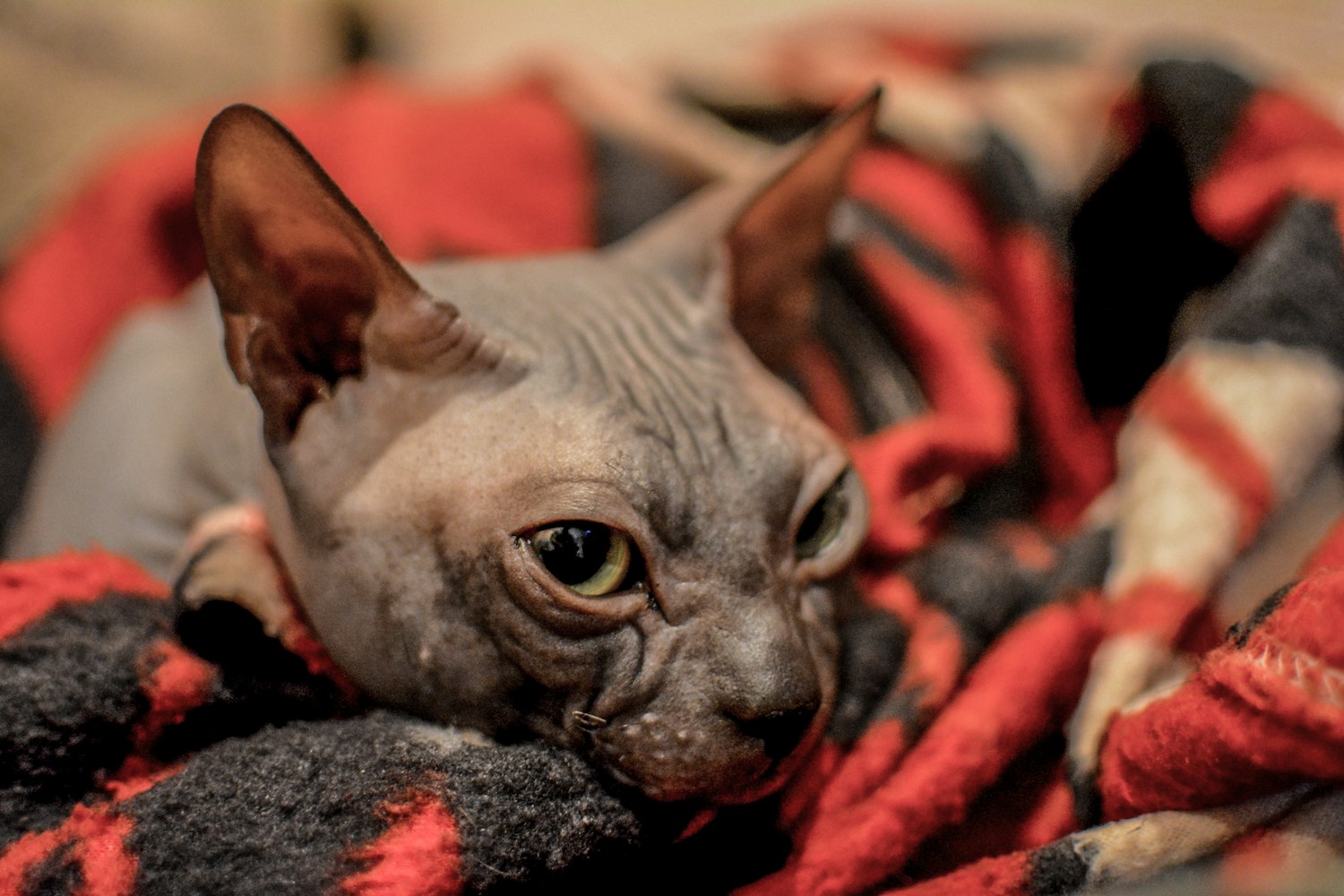 欧美时尚精选头像，探索时尚潮流精华的精选集（2017年）